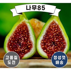 (나무85) 무화과나무 7종 시리즈, 2. 승정도후인 결실주 분, 1개