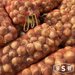 웅스팜 국내산 아삭아삭 햇양파, 1개, 양파 10kg 중 (요리용)
