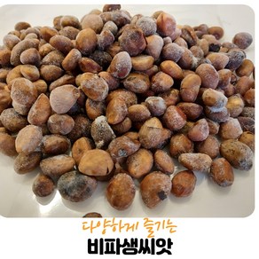 (영만수산)완도산 비파생 씨앗100G, 1개