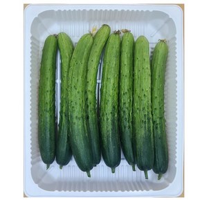 [산들아리 백오이 1.5kg] 국내산 소포장 실속구성 특상품 오이 / 못난이 NO! 아삭한 식감 그대로, 1박스, 1.5kg