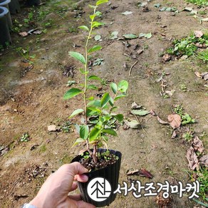 블루베리 레가시 5치포트 묘목 나무 서산조경마켓, 1개