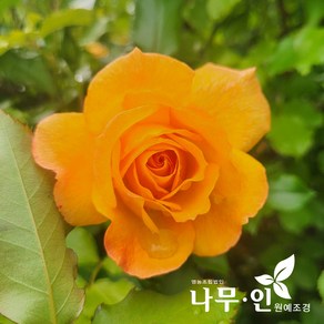 [나무인] 사계덩굴장미 줄장미 사하라(노랑), 1개