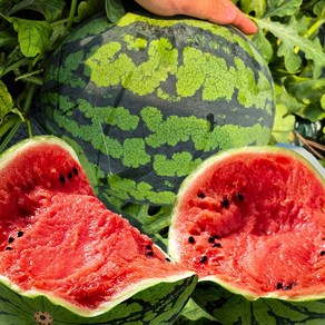 [bix 보장] 오라밀 당도선별 고당도 꿀 수박, 1개, 3kg 이하 (못난이), 11 bix