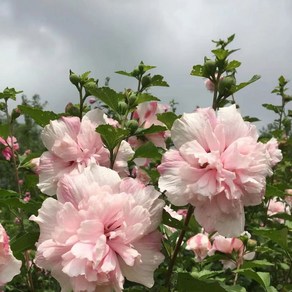 리서스원예 무궁화나무 겹꽃 루분홍심 무궁화묘목 삽목2년 H1.0 전후, 루분홍심 삽목2년, 1개, 루분홍심 삽목2년