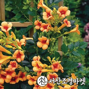 능소화나무 인디안썸머 15cm사각포트 개화주 묘목 서산조경마켓, 1개