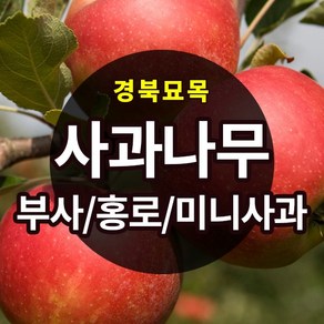 [경북농원] 사과나무묘목 이중접목 특묘 (부사/홍로/시나노골드/미니사과), 시나노골드 2년생 상묘, 1개