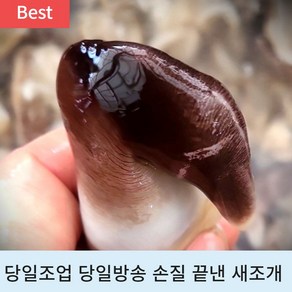 [산지직송] 여수 완전손질 특상품 제철 맞은 달큰한 초코 새조개, 1개, 1.5kg