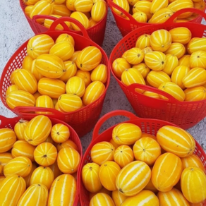 [한정특가] 초고당도선별 가정용 성주 꿀 참외, 1박스, 10kg(랜덤과)
