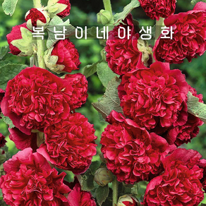 내년개화 겹접시꽃 스칼렛 [4개 복남이네야생화 모종 레드 홀리훅 hollyhock], 4개