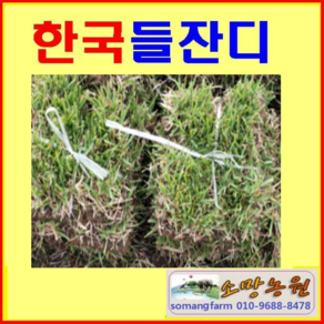 (A)한국잔디 중지(18cm)25장 정원용 산소잔디(개별), 25개