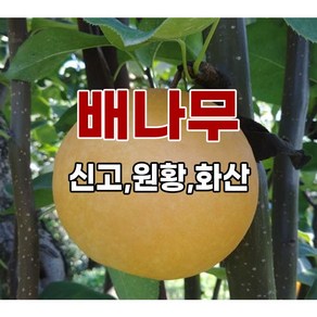 <장원농원> 배나무 묘목 신고배 /화산배/ 돌배 /황금배 /, 신고(접목1년생 특묘), 1개