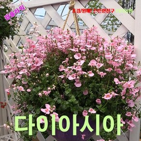 팝플라워 다이아시아(Diascia) 핑크퀸 씨앗 25립, 1개