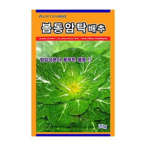 오스템 배추씨앗 봄동암탁배추 20g, 1개