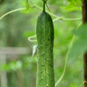 [신선푸드] 아삭아삭 오이 백다다기 백오이, 1개, 백오이 1kg