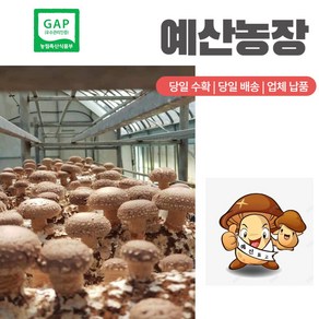 GAP인증 100% 산지직송 표고버섯 고급형 특품 (농장직배송), 500g, 1개