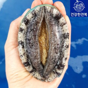 완도활전복 1kg [산소팩 무료배송], 1개, (E) 9-10미 1kg