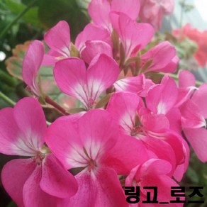 제라늄 씨앗 5립 네델란드 수입씨앗(나노 링고 메버릭 핀토프리미엄등), 링고로즈5립, 1개