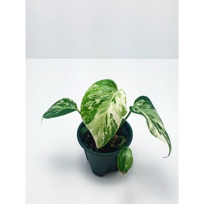 Monstera Borsigiana Albo Variegata 몬스테라 보르시지아나 알보 바리에가타