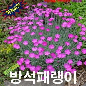 (희귀씨앗) 방석패랭이꽃 (Chedda Pinks) 15립