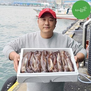 [최고다농수산] 주문진 당일조업 산오징어 선동오징어 냉동 초코오징어통찜 생물 활 오징어회, 1개, 냉동오징어 1kg내외 (2~4미)