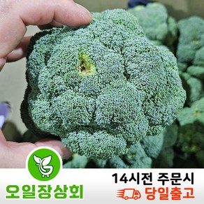 국내산 햇 브로콜리 1kg 2kg 3kg 8kg내외, 브로콜리3kg내외, 1개