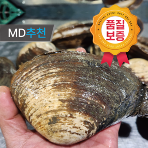 [레스토랑납품] 거제도 청정해역에서 온 최고급 자연산 왕우럭조개1kg 2kg 3kg, 1개, 왕우럭조개 1kg