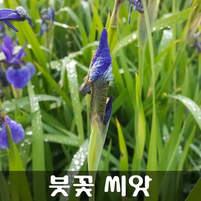 [해피플라워] 붓꽃 씨앗 30립 / 봄 여름 가을 파종 아이리스 꽃씨