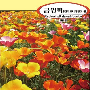 금영화씨앗100g(약50 000립), 1개