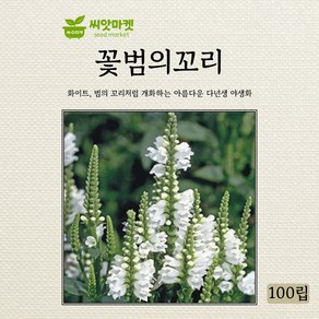 아람종묘 꽃범의꼬리 화이트 씨앗 100립, 1개