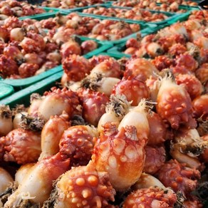먹푸드 산지직송 제철 멍게 선별 활멍게, 1) 양식 활멍게 1kg, 1개
