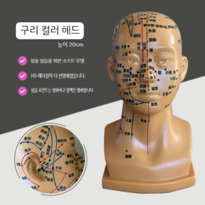 한의학 침술 머리 모형 교육 혈자리 더미 얼굴 침 흉상 교구 연습, 구리색 침술 머리