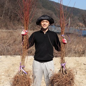 복숭아나무 묘목 접목1년생 올유명 유명 마도카 몽부사 대옥계 중생황도 엘바트 천도(신비)