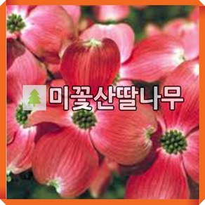 미꽃산딸나무 묘목 체로키치프 접목1년 특묘