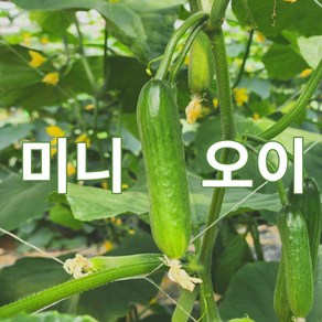 미니오이 500g 1kg 2kg 스낵오이 작은오이 꼬마오이 미니스탑 산지직송 빠른배송