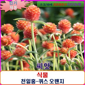 희귀 씨앗 천일홍-퀴스 오렌지 15립(대형종)-SF, 1개