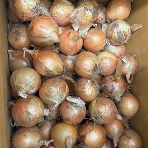 [우연팜] 국내산 양파 장아찌용 중 대 특 크기별 무게별 골라담기, 1박스, 양파 10kg 소 장아찌용