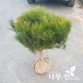 [나무인] 반송 둥근소나무 폭50cm