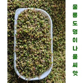 울릉도 명이나물씨앗 200g(2 000립 이상), 1개