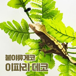 이파리데코