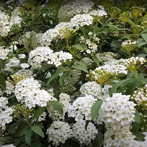 [좋은원예] 공조팝나무 H0.8m 5주 (1묶음), 1개