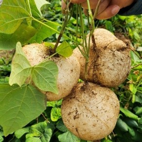 아삭하고 달콤한 과즙 가득 산지직송 국내산 얌빈 멕시코감자 히카마감자, 1세트, 2kg