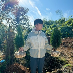 (5개세트)에메랄드그린 H60cm 측백나무 서양 묘목 울타리나무 사철 상록수 조경수 정원수, 5개, 에메랄드그린