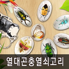 [충우곤충박물관] 곤충열쇠고리 모음(고르기상품), 비단벌레, 1개