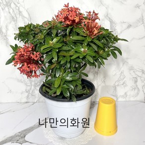 나만의화원 중품 익소라 치넨시스화분 익소라꽃