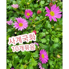 사계국화 10개/사시사철 꽃을 볼수 있는 사계국화꽃, 10개