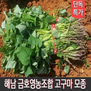 [MD추천] 해남 금호영농조합 종자업등록 직접 키운 고구마순 고구마모종 지정일 배송, 1박스, 밤고구마모종 5kg