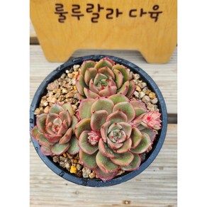 [룰루랄라다육][랜덤]다육식물 초연, 1개
