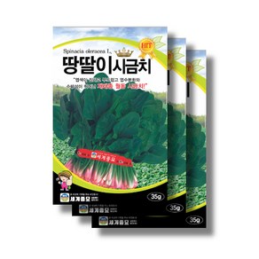 땅딸이 시금치 씨앗 35g x 3 월동 재래종 시금치 섬초, 6개