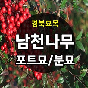 [경북농원] 조경수 남천 포트묘 / 분묘 판매중, 남천 분묘(50cm이상), 1개, 남천묘목