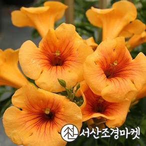 능소화묘목 썸머째즈 골든트럼펫 15cm사각포트 개화주 서산조경마켓, 1개